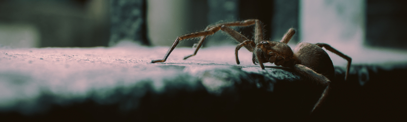 Spider Control